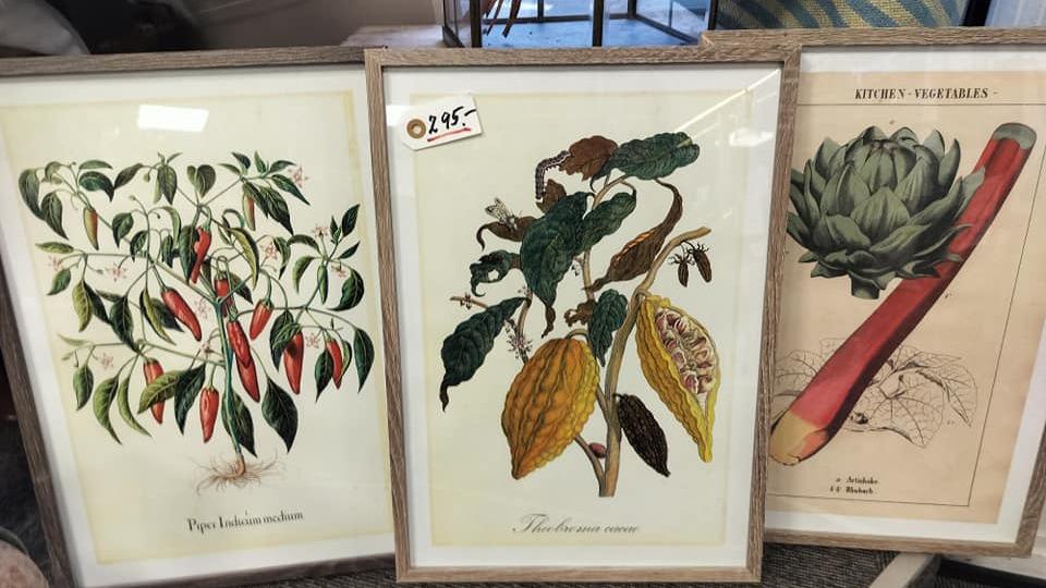 Tre indrammede botaniske illustrationer af chili, kakao og artiskok, præsenteret i en lys ramme.