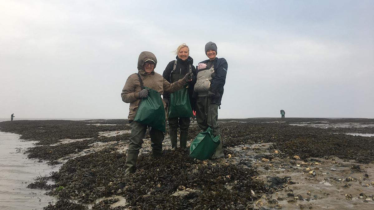 Tre personer står på en mudret strand og samler skaldyr i grønne poser. Himmel er grå og overskyet.