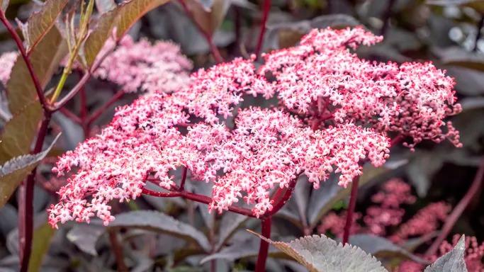 En smuk samling af lyserøde hyldeblomster på en mørkebrun baggrund.