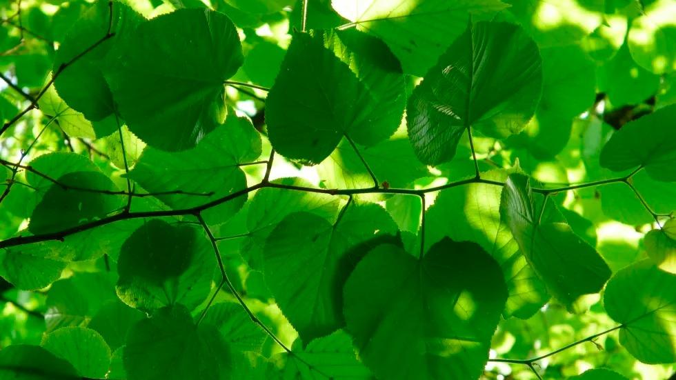 grønne blade på grene, der filtrerer sollys gennem træernes canopy i en skov