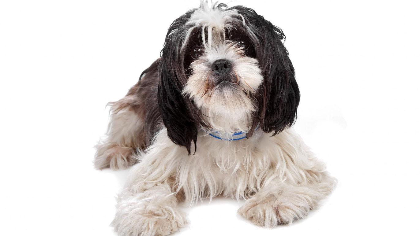 En sød hund med lang, krøllet pels ligger på en hvid baggrund. Hunden har en venlig udstråling.
