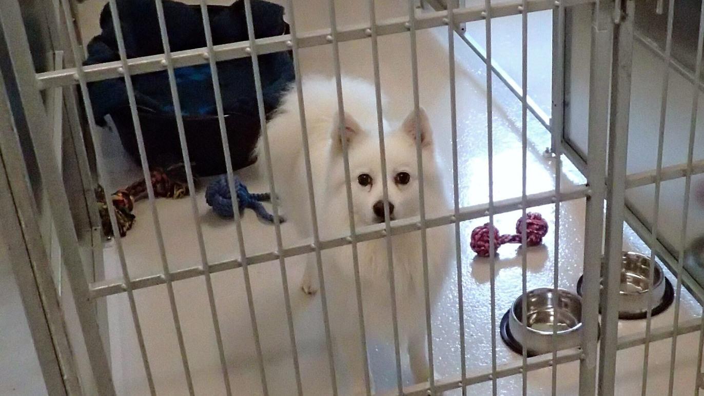 En hvid hund står i en hundekennel med legetøj og madskåle i baggrunden.