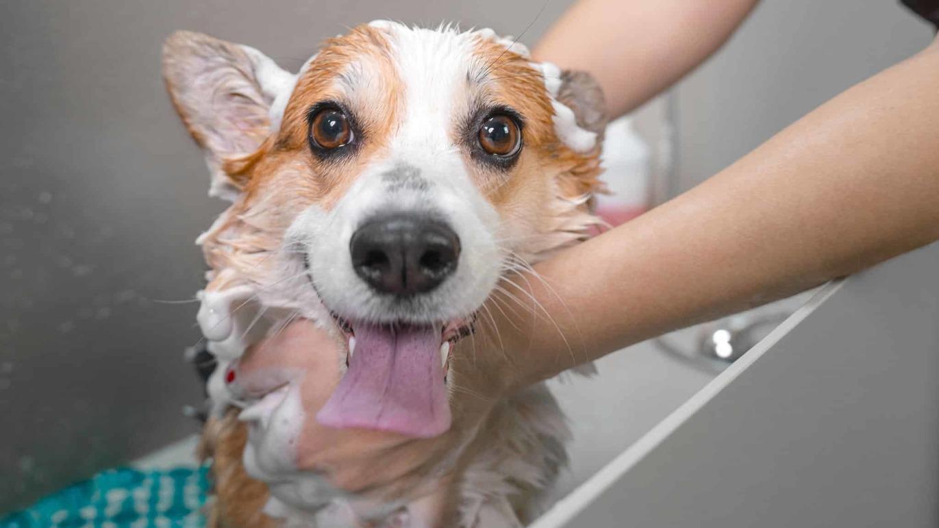 En glad corgi får et bad med sæbe og vand, mens en hånd holder den forsigtigt.