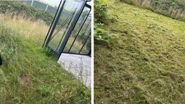 Græsplæne før og efter klipning ved et drivhus, med højt græs til venstre og nyklippet græs til højre.