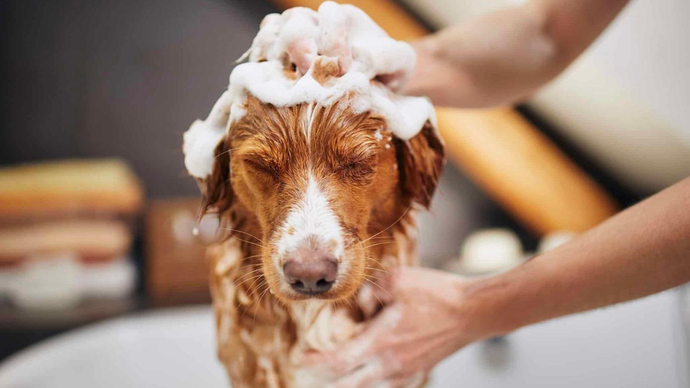 En hund får shampoo i badet, mens en hånd masserer dens hoved med skum.