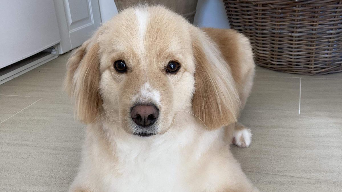 En venlig hund med lys pels ligger på gulvet i et lyst rum.