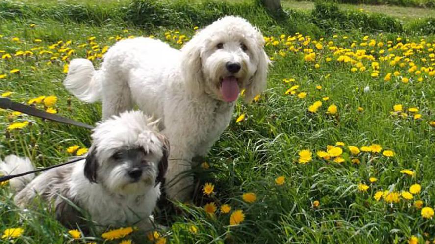 To hunde står på en blomstrende eng med mælkebøtter, den ene er stor og hvid, den anden er lille og grå.
