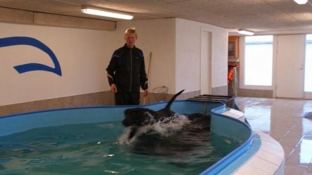 En mand står ved kanten af en svømmebassin, hvor en sort hund svømmer i vandet.