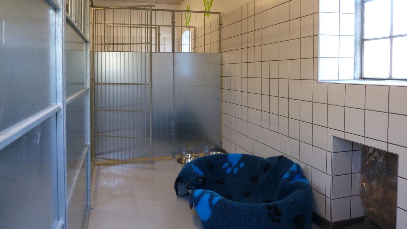 Et hunderum med en blå hundeseng, en vandskål og en brusekabine i et lyst, flisebelagt miljø.