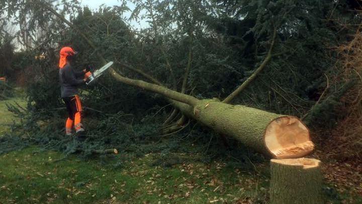 En mand i orange sikkerhedsudstyr bruger en motorsav til at fælde et træ i en have.