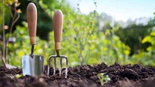 To redskaber til havearbejde står i jorden med grønne planter i baggrunden.