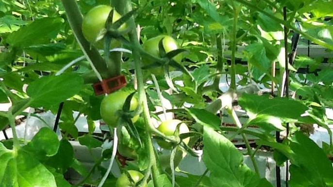 Grønne tomater vokser på planter i et drivhus med frodige grønne blade omkring.