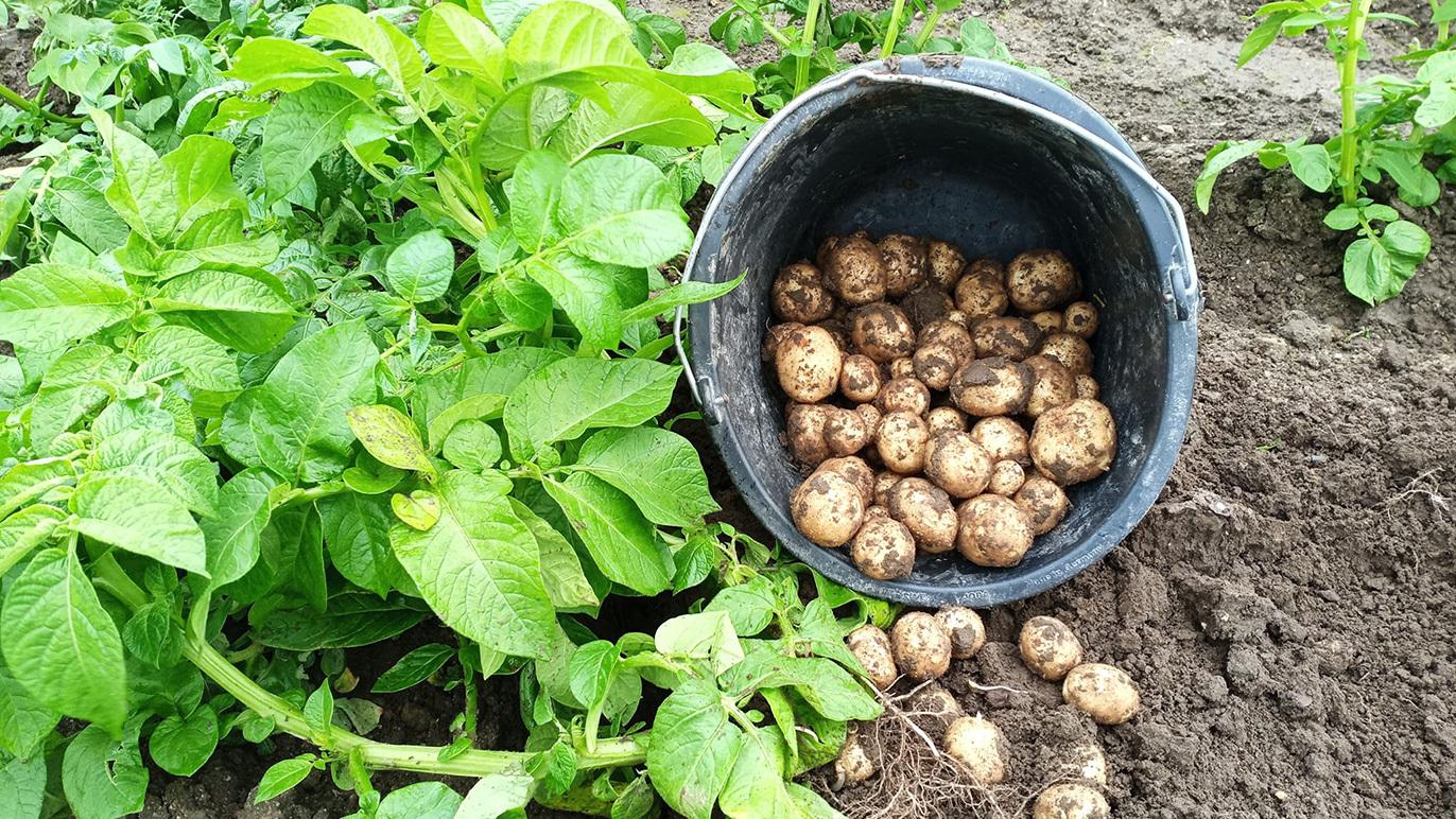 En spand med nyhøstede kartofler ligger på jorden ved siden af kartoffelplanter.