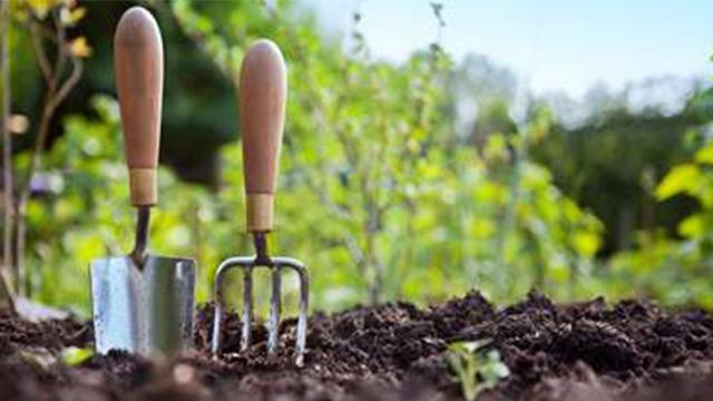 To redskaber til havearbejde, en spade og en gaffel, står i jorden med grønne planter i baggrunden.