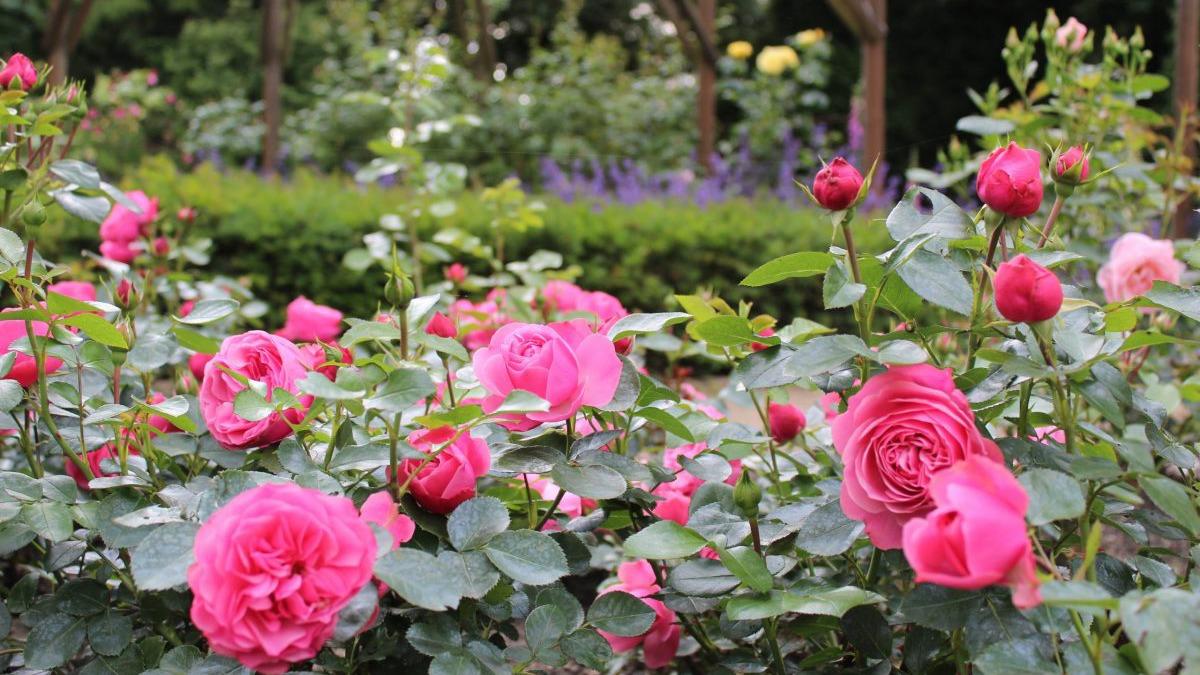 En smuk rosenhave med lyserøde roser i blomst og grønne blade i baggrunden.