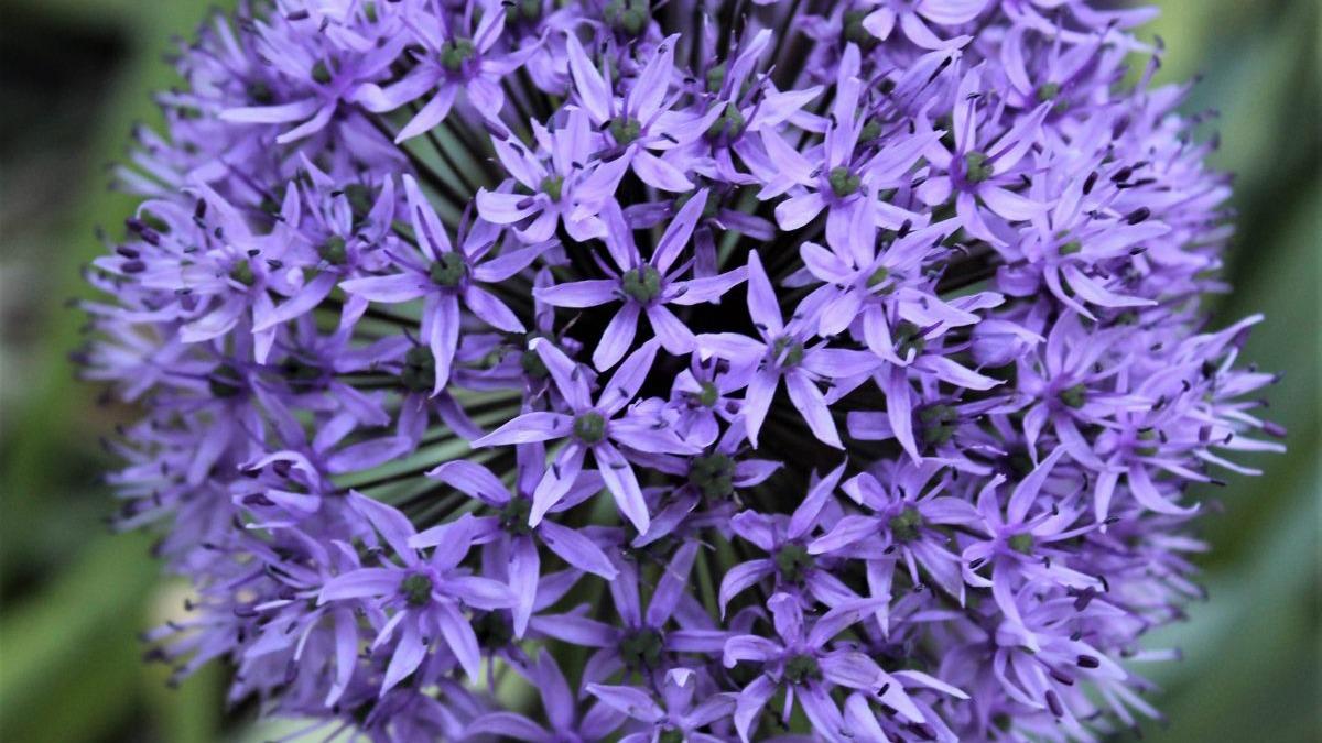 En tæt blomsterstand af lilla alliumblomster med mange små stjerner.