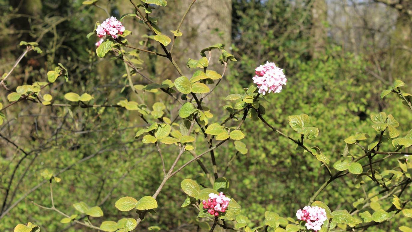 Blomstrende grene med lyserøde blomster og grønne blade i en skov.