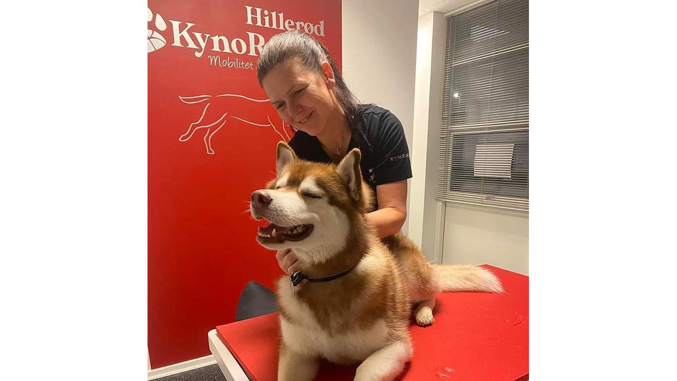 En hund med rød og hvid pels får massage af en kvinde i en dyreklinik med rød væg.