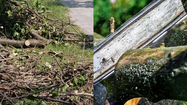 Bunker af grene og kviste på en vej, med fokus på detaljer af bark og insekter på træstykker.