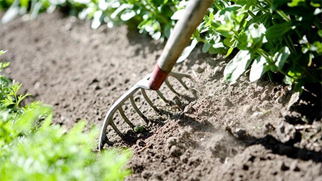 En havegreb arbejder i jorden mellem grønne planter i en solrig have.