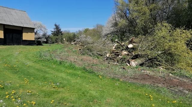 Grøn græsplæne med stammer og grene fra beskæring ved en bygning under en klar blå himmel.