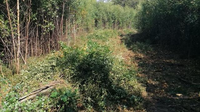 En skovsti omgivet af høje træer og tæt vegetation, med sollys der skinner ned på jorden.