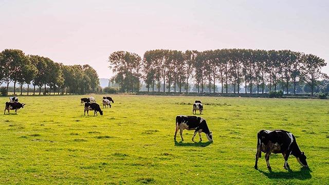 Køer græsser på en grøn mark med træer i baggrunden under en klar himmel.