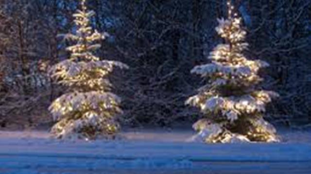 To træer dækket af sne med julelys, omgivet af en vinterlandskab i skumringen.