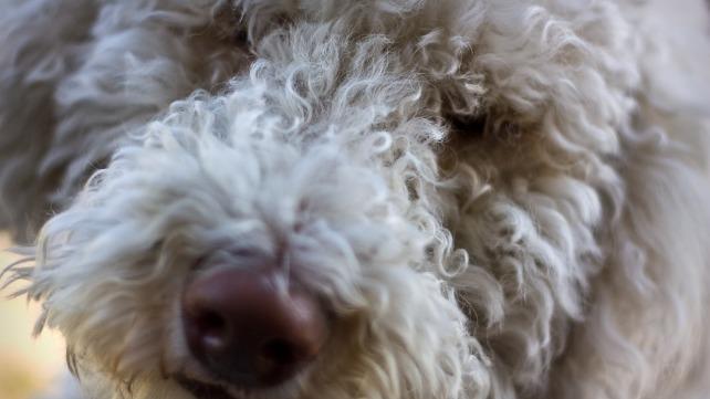 En nærbillede af en fluffy hund med krøllet pels og en venlig ansigtsudtryk.