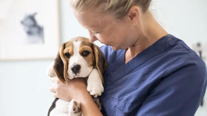 En dyrlæge holder en beagle-hvalp i armene, mens de ser på hinanden i et klinikmiljø.