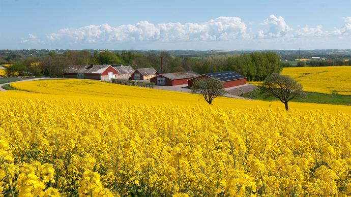 En smuk landskabsudsigt med gule rapsmarker og en gård i baggrunden under en blå himmel med skyer.