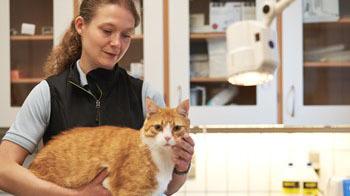 En dyrlæge holder en orange kat i et klinikrum med medicinske forsyninger i baggrunden.