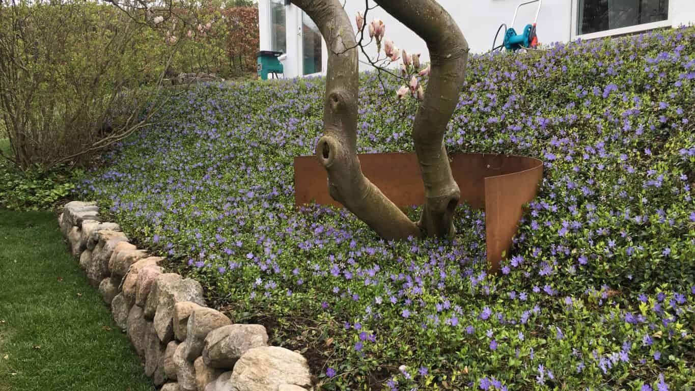 En skråning dækket med lilla blomster og en træstamme, omgivet af en stenmur i en have.