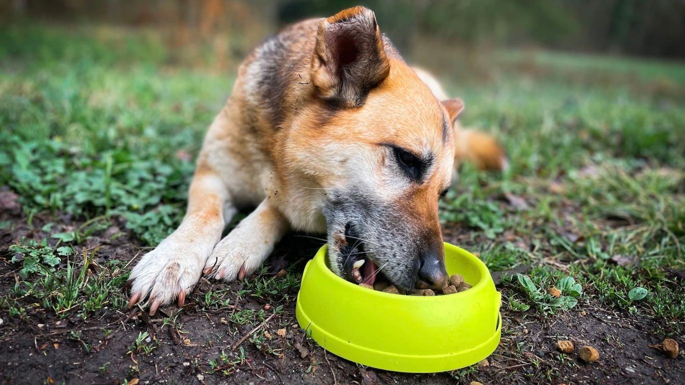 En hund, der spiser fra en skål med hundefoder på en græsplæne i naturen.