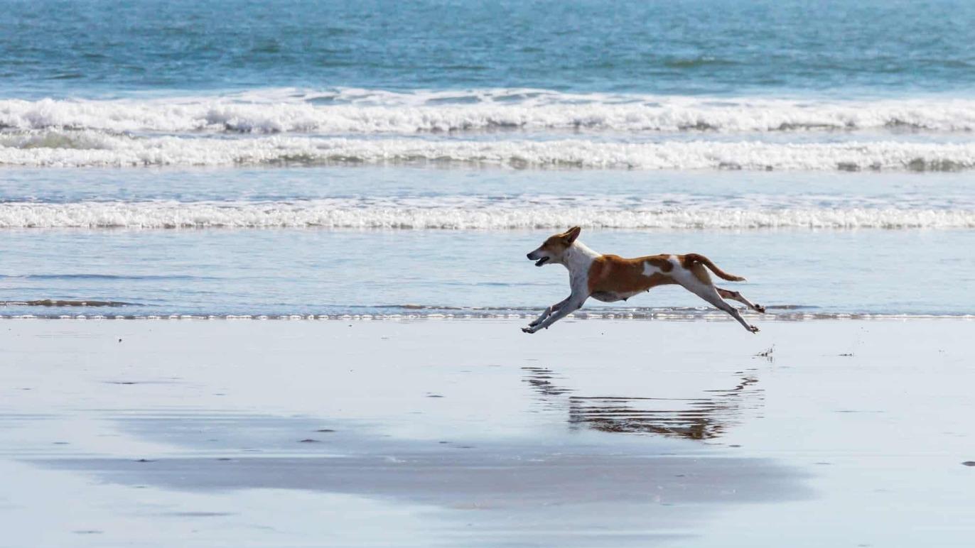 En hund, der løber hen over stranden ved havet, med bølger i baggrunden.