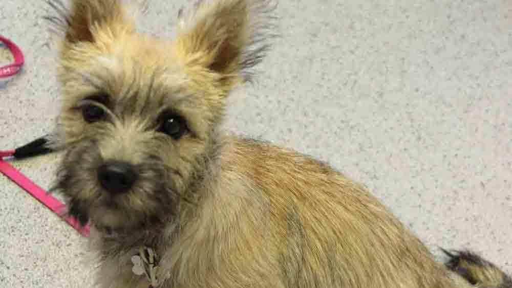En lille, sød hund med lysebrun pels og spidse ører, der sidder på en lys overflade.