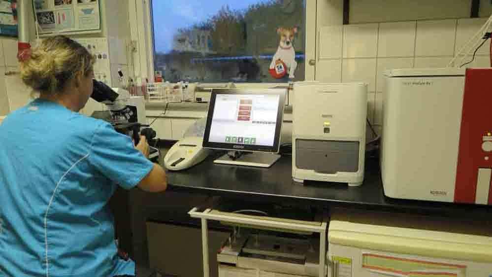 En dyrlæge arbejder ved et laboratoriebord med en mikroskop og en computer i et dyrlægeklinik.