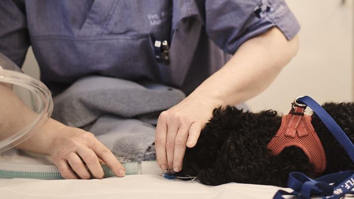 En dyrlæge undersøger en hund med en rød sele på et bord i en klinik.