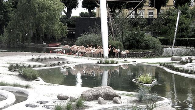 Flamingoer ved en sø i en zoologisk have med grønne planter og klipper i forgrunden.