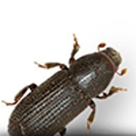 Borebiller image