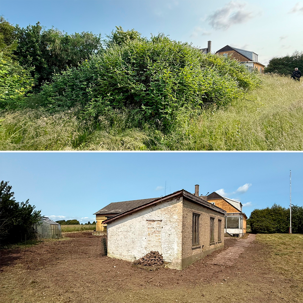 Billede af en have før og efter oprydning, med tæt bevoksning øverst og en ryddet grund med hus nederst.
