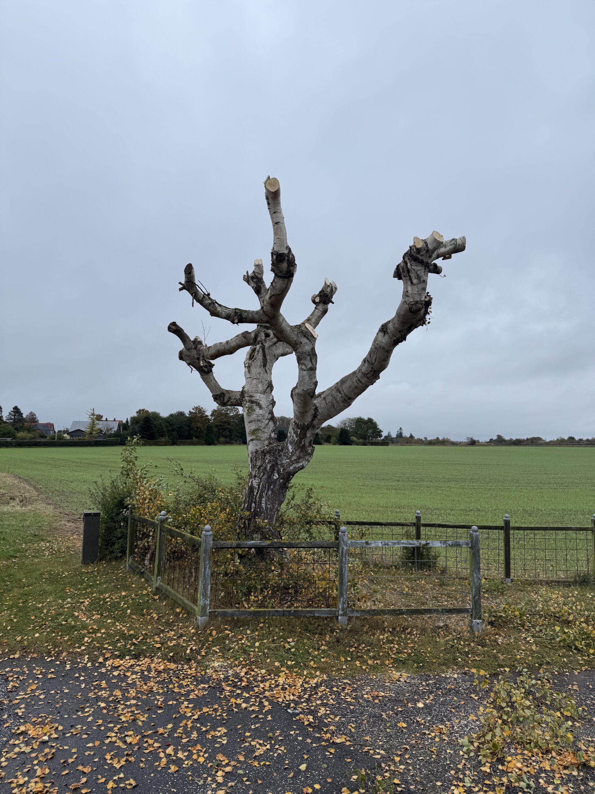 Et gammelt træ med grene, der strækker sig mod himlen, omgivet af et hegn og efterårsblade på jorden.