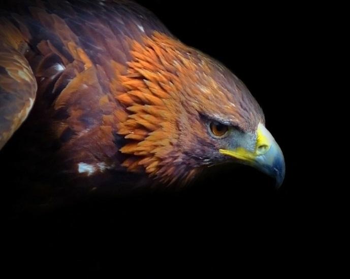 Forlaget Golden Eagle