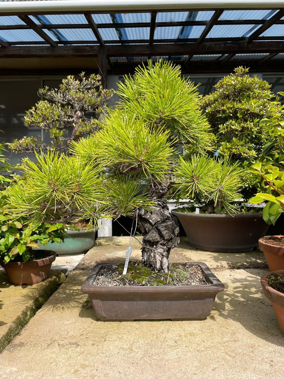 Bonsai Værkstedet