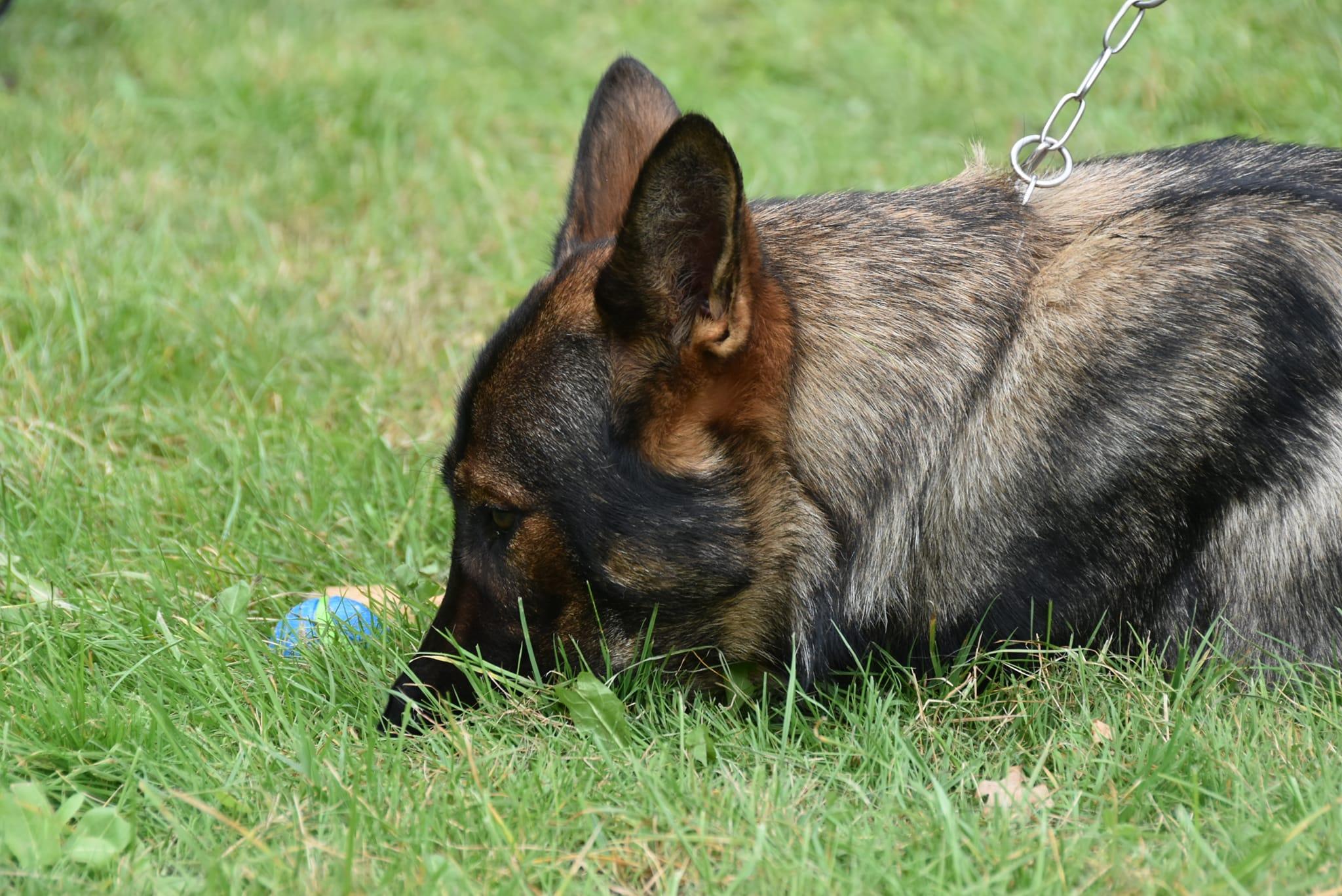 Dansk politihundeforening - Brovst Afd.