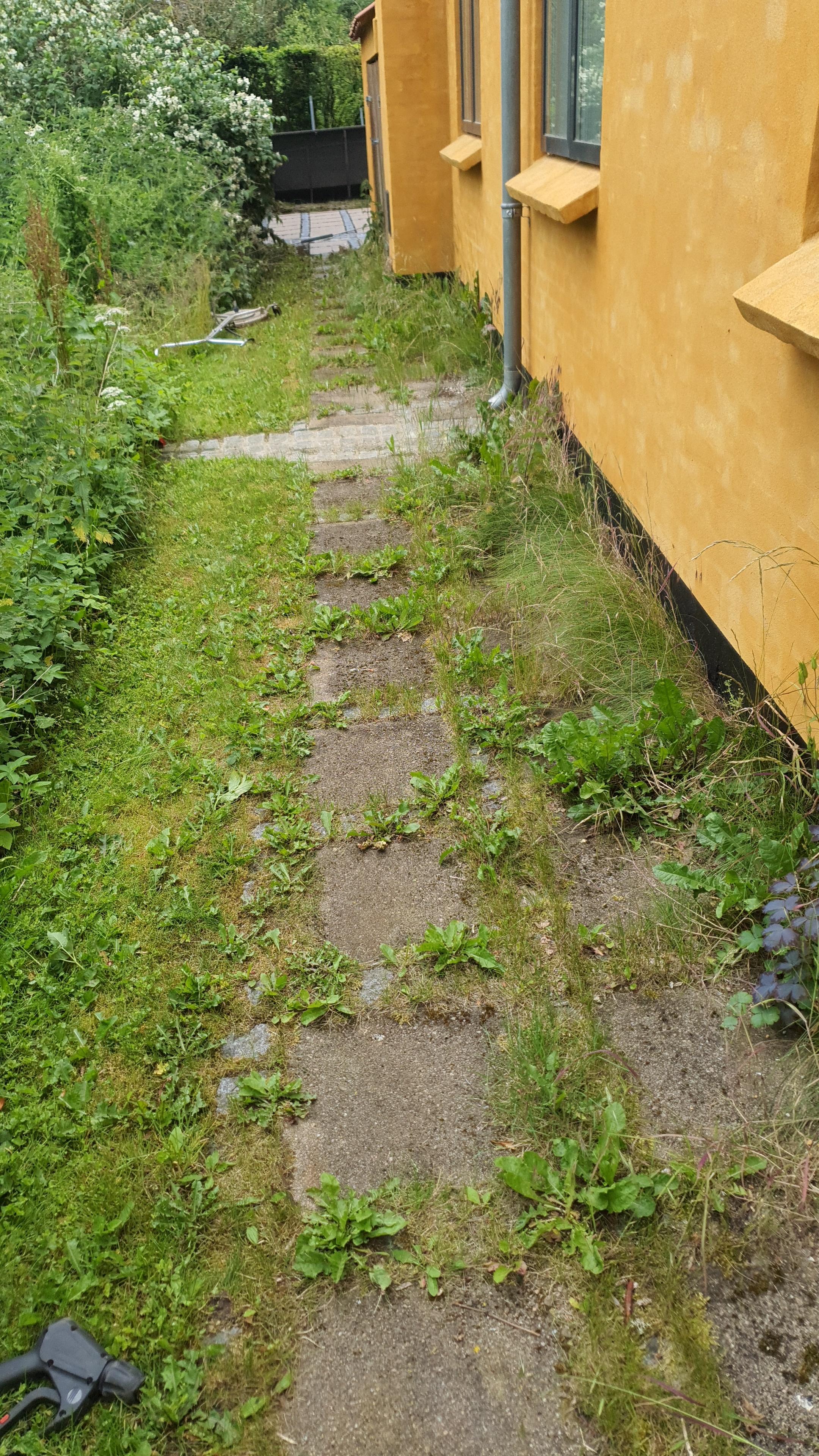 En græsset gangsti med fliser langs en orange væg og omgivende planter i haven.