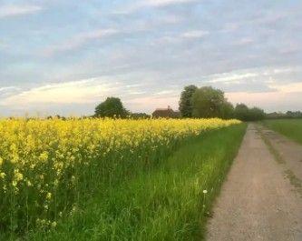 En grusvej mellem en blomstrende rapsmark og grønne træer under en lys himmel.