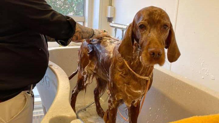 En hund får et bad i en vask, mens en person vasker den med sæbe og vand.