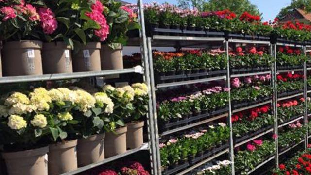 Blomsterbutik med farverige blomster i potter på hylder, herunder hortensia og pelargonier.