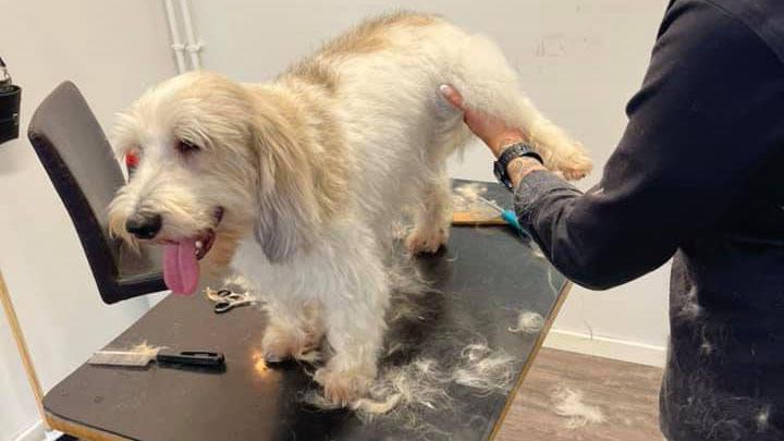 En hund får klippet pels på et groomingbord, mens en person holder den oppe. Der er hundehår på bordet.